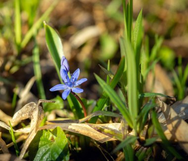 Baharın ilk zamanlarında mavi çiçekler, güneşli bir günde yaprakların arasındaki bir açıklıkta scilla renginde..