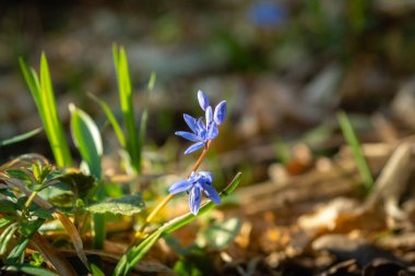 Orman mavisi çiçekli scilla güneşli bir günde bir açıklıkta.