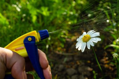 Sprey kullanan bir bahçıvan bir papatya çiçeğini böceklerden ve böceklerden güzel çiçeklenmek için tedavi eder. Kırsal bölgelerde önleyici bahçe bakımı.