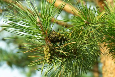 İki kapalı yeşil Lodgepole Pinecone Dağların kozalaklı ormanlarında yeşil iğneli bir çam dalında.