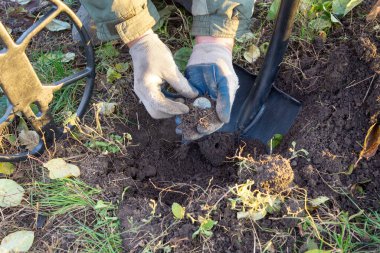 Metal dedektör ve kürek kullanarak eski madeni para ya da tarihi eser arıyorum. Eldivenli eller, yerden bozuk para kazın..