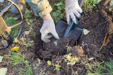 Yerde metal dedektörle bulunan eski paralar. Eldivenli eller istiften bir avuç bozuk para alır..