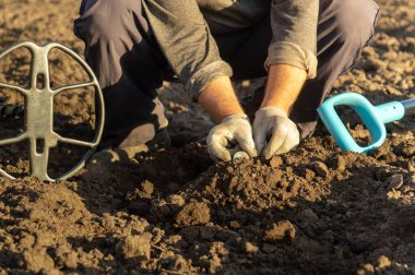 Zengin topraklarda diz çöküp metal dedektörü ve kazı aleti kullanarak sonbahar güneşinin sıcacık ışıltısında güneşlenen gizli hazineleri dikkatle arayan bir insan..