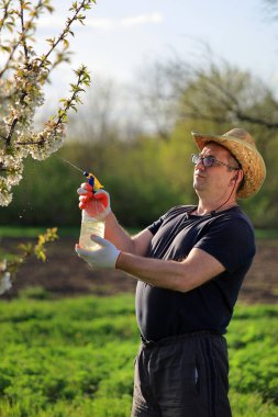 Eldiven takan ve hasır şapkalı bir adam yemyeşil bir tarlada meyve ağacına püskürtüyor. Aydınlık bir bahar günüdür. Bahçe işleri ve yetiştirme bitkileri için mükemmeldir..