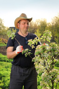 Hasır şapkalı ve eldivenli bir bahçıvan yemyeşil bir bahçede çiçek açan bir ağacı haşereler için dikkatle kontrol eder. Parlak bir öğleden sonra doğanın güzelliğini gösteriyor..
