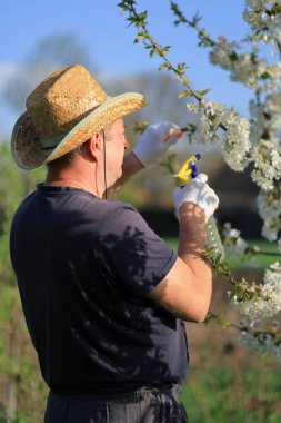 Hasır şapka ve eldiven takan bir bahçıvan, açık mavi gökyüzüne karşı beyaz çiçekli bir ağacı dikkatlice buduyor. Bahar güneşi etrafındaki canlı yeşilliği vurguluyor..