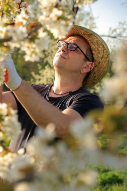 Gözlüklü ve hasır şapkalı bir adam güneşli bir bahçede ağaçlardan çiçek topluyor. Etrafını saran canlı çiçekler baharın güzelliğini ve cömertliğini sergiliyor..