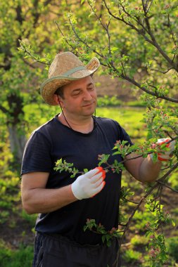 Bir adam bahar mevsiminde yemyeşil bir meyve bahçesinde özenle elma dallarını budar. Hasır şapka ve eldiven takıyor. Bahçıvanlığa olan bağlılığını gösteriyor..