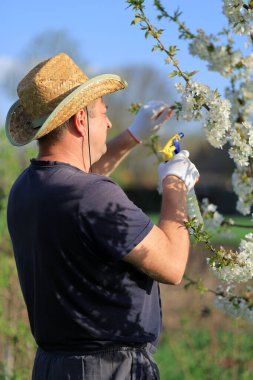 Hasır şapkalı ve eldivenli bir adam güneşli bir tarlada çiçek açan bitkilerle ilgileniyor. İlkbaharda açık mavi gökyüzünün altındaki çiçeklere solüsyon püskürtür sağlıklı büyümeyi teşvik eder..