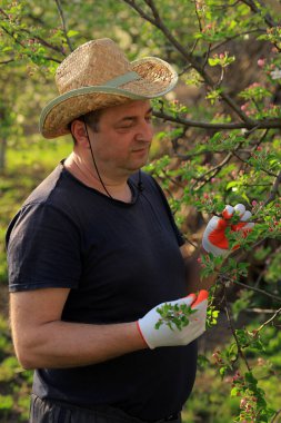 Hasır şapkalı ve eldivenli bir adam canlı bir meyve bahçesinde bir elma ağacının genç dallarını dikkatlice budar. Yeşillik ve yumuşak güneş ışığı odaklanmış çalışmalarını ön plana çıkarıyor..