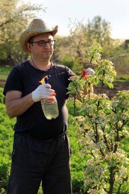 Hasır şapka ve eldiven giyen şahıs, parlak bahar güneşinde çiçek açan bir ağaca eğilimli. Bitkinin sağlığını sağlamak için sprey kullanıyor. yemyeşil çevre manzarayı güzelleştirir.