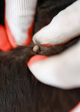 Koruyucu eldiven giyen biri evcil hayvanın kürkünden bir kene çıkarır. Bu yaygın prosedür evcil hayvanın sağlığı ve konforunu güvence altına alır.