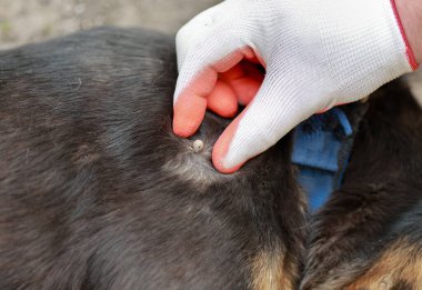 Eldivenli bir insan, açık alanda bir köpeğin kürkünden keneyi dikkatlice çıkarır. Gündüz gözüyle bakılırken evcil hayvan sakin görünür..