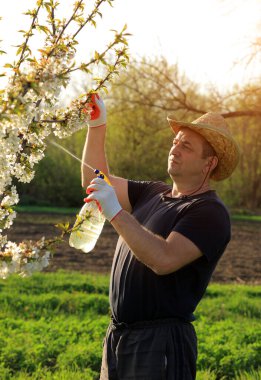 Hasır şapkalı bir bahçıvan kiraz ağacının çiçeklerine sprey sıkar. Yeşil alanlarla dolu huzurlu bir kırsal alanda, sıcak bahar güneşinin tadını çıkarır..