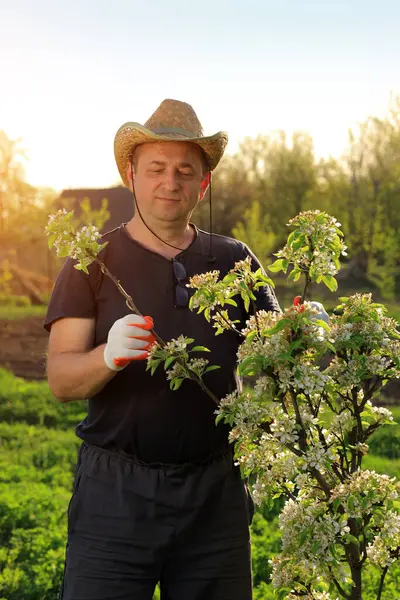 Hasır şapka ve eldiven takan bir bahçıvan, baharda yemyeşil bir meyve bahçesinde parlak bir güneşin altında çiçek açan bir elma ağacını dikkatlice budar..