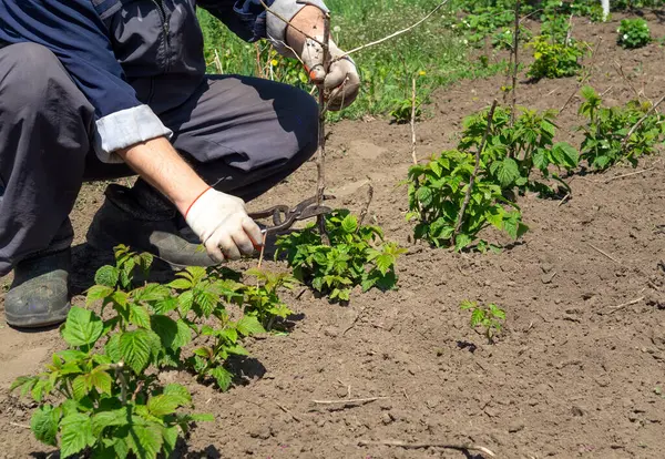 Baharda bir bahçede genç ahududu bitkileri buduyor. Bireyler eldiven takıyor ve bitkilerin sağlıklı büyümesini sağlamak için bahçe aletleri kullanıyor..