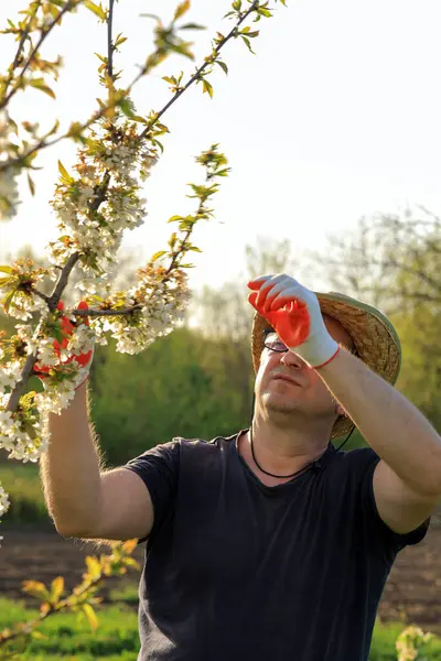 Hasır şapkalı ve eldivenli bir adam parlak bir bahçede haşerat arayan kiraz ağacının dallarını inceliyor. Güneş parlıyor, etrafında açan çiçekleri aydınlatıyor..