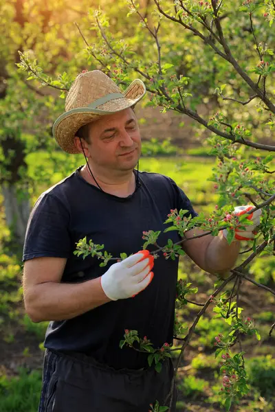 Hasır şapkalı ve eldivenli bir adam canlı bir meyve bahçesinde genç elma dallarını dikkatlice budar. Sıcak güneş ışığı taze yeşil yaprakları ve tomurcukları vurguluyor..