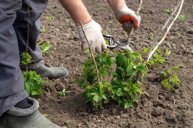 Bir bahçıvan, yeni sürülmüş topraklarda genç bitkileri budar, eldiven giyer ve budama makası kullanır. Yeşil ahududu yaprakları taze kesilmiş gövdelerin etrafında kabarır..