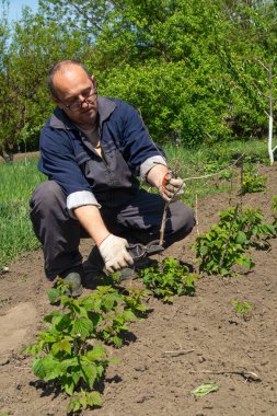 Kendini adamış bir bahçıvan yemyeşil bir tarlada diz çöküp güneşli bir bahar gününde genç bitkileri dikkatlice besliyor. Çalışırken çevresini çevreleyen canlı yeşillik....