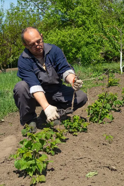 Kendini adamış bir bahçıvan yemyeşil bir tarlada diz çöküp güneşli bir bahar gününde genç bitkileri dikkatlice besliyor. Çalışırken çevresini çevreleyen canlı yeşillik....