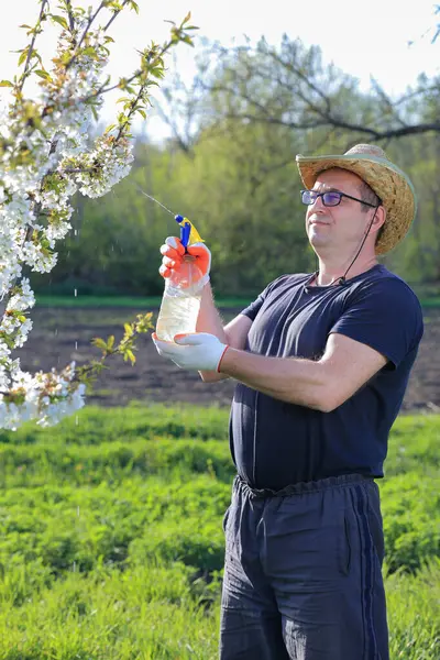 Eldiven takan ve hasır şapka takan bir bahçıvan parlak bir bahar gününde çiçeklerle dolu yemyeşil bir meyve bahçesinde bir bitkiye şişe sıkar..