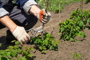 Bahçıvan bahçedeki ahududu bitkilerini budamak için budama makası kullanır. Parlak yeşil yapraklar açık mavi bir gökyüzünün altındaki kahverengi toprağa karşı kontrasttır..