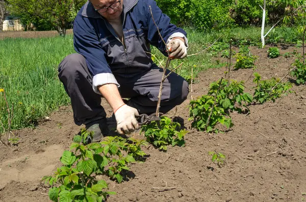 Bir bahçıvan, canlı ve güneşli bir bahçe ortamında büyümelerini desteklemek için özen ve uzmanlık kullanarak, iyi sürülmüş topraklarda genç ahududu bitkileriyle ilgilenir..