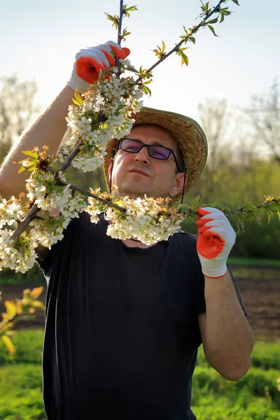 Güneşli bir tarım alanında, bir bahçıvan eldivenli ve hasır şapkalı beyaz kiraz çiçeklerini dikkatle inceler. Canlı çiçekler baharın gelişini gösteriyor..