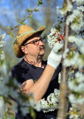 Bir adam, parlak bir bahar gününde çiçek açan bir meyve bahçesindeki ağaçlardan beyaz çiçekleri dikkatlice toplar. Hasır şapka ve eldiven takıyor, keyifli havanın tadını çıkarıyor..