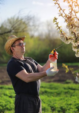 Hasır şapkalı bir adam baharda güneşli bir tarlada kiraz ağacına çiçek püskürtür. Çiçeklere özenle bakıyor, sıcak havalarda büyümelerini sağlıyor..