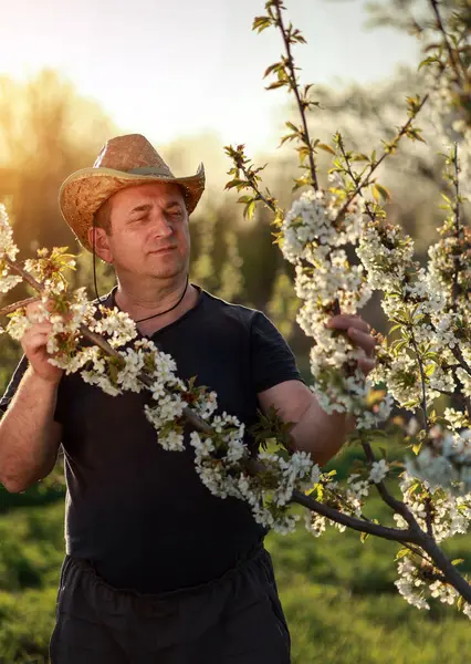 Hasır şapkalı deneyimli bahçıvan sıcak güneş ışığı altında kiraz ağaçlarının narin beyaz çiçeklerini dikkatle inceliyor. Bereketli meyve bahçesi parlıyor ve öğleden sonra huzurlu bir atmosfer yaratıyor..