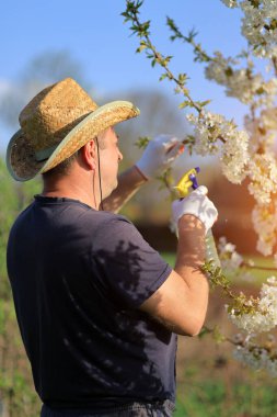 Hasır şapkalı bahçıvan açık mavi gökyüzünün altında canlı bir bahçede çiçek açan dallar. Bitkilerle ilgilenmek için sprey kullanıyor. Bahçıvanlığa olan bağlılığını gösteriyor..