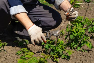 Bir bahçıvan verimli bir bahçede ahududu bitkilerini dikkatlice buduyor. Güneş ışığı, sağlıklı büyümeye odaklanırken canlı yeşil yaprakları vurguluyor..