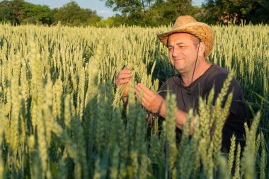 Hasır şapka takan bir çiftçi, güneş batarken yemyeşil bir tarladaki sağlıklı buğday bitkilerini inceliyor ve manzaranın üzerine sıcak bir parıltı saçıyor. Atmosfer huzurlu ve huzurlu..