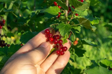 Bir el sulu böğürtlenleri toplamaya uzanırken olgun kırmızı üzümler bir bitkinin üzerinde bol bol yetişir. Bahçe gün ışığında parlıyor, yazın canlı renklerini vurguluyor..