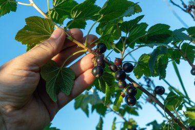 Yazın sonlarında, açık mavi bir gökyüzünün altında yemyeşil bir çalılıktan olgun kuşüzümü topluyor. Meyveler güneş ışığında parlıyor, tazeliklerini vurguluyorlar..