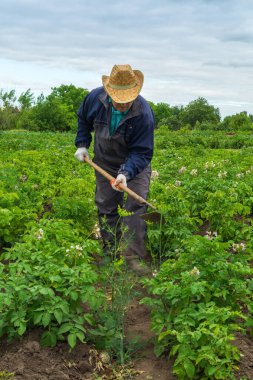 Bir bahçıvan, yoğun yeşil yapraklar ve bulutlu bir gökyüzünün altında açan beyaz çiçeklerle çevrili kırsal bir alanda patates bitkileriyle ilgilenmek için çapa kullanır..