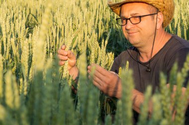 Bir çiftçi, güneş arka planda batarken canlı bir tarladaki buğday bitkilerini dikkatlice inceleyerek akşam gökyüzünün zengin renklerini gözler önüne seriyor..