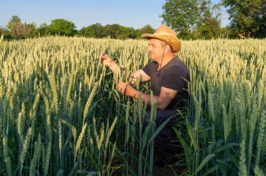 Hasır şapkalı bir çiftçi sağlıklı buğday bitkilerinin arasında diz çöker ve güneş ışıldarken mahsulü inceler. Mekan, yaz günlerinde canlı, yeşil bir tarladır..