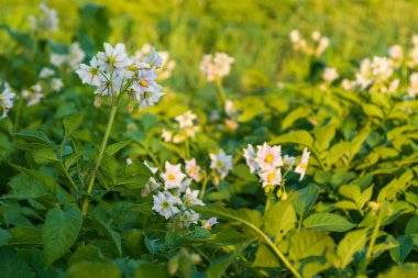 Yeşil bir tarladaki sağlıklı patates bitkilerinden parlak beyaz çiçekler filizlenir. Batan güneş, çiçekleri çevreleyen canlı yeşil yaprakları güçlendiren sıcak bir parıltı yayar..
