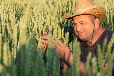 Hasır şapkalı bir adam güneşli bir tarlada buğday bitkilerini yakından inceliyor. Güneş batarken kırsal kesimin huzurunun tadını çıkarıyor..