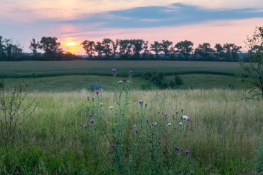 Huzurlu bir çayır, ağaçların arkasında güneş batarken kır çiçeklerini sergiliyor. Renkli gökyüzü akşam manzarasının güzelliğini yansıtıyor..