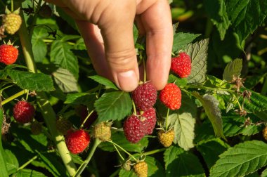 Bir el, bahçedeki bir çalılıkta yeşil yaprakların arasında büyüyen parlak kırmızı ahudududulara uzanır. Güneş ışıl ışıl parlıyor, bu da sıcak bir yaz gününün hasat için mükemmel olduğunu gösteriyor..