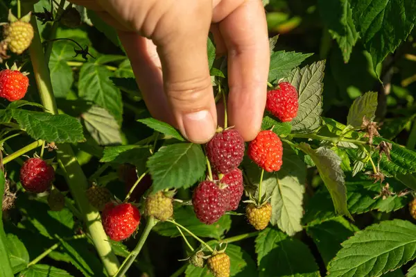 Bir el, bahçedeki bir çalılıkta yeşil yaprakların arasında büyüyen parlak kırmızı ahudududulara uzanır. Güneş ışıl ışıl parlıyor, bu da sıcak bir yaz gününün hasat için mükemmel olduğunu gösteriyor..