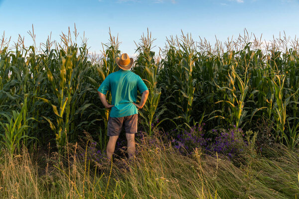 A man stands behind tall corn plants, looking over a lush agricultural field during sunset. The warm light reflects off the leaves in a serene rural setting.