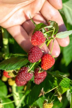 Bir el nazikçe bir kaç olgun ahududu tutuyor, canlı renklerini güneşli bir bahçede yemyeşil yapraklar arasında sergiliyor. Bu an hasat zamanının güzelliğini yakalar..