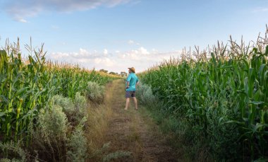 Bir çiftçi, bir mısır tarlasında dikiliyor, yüksek bitkilerle çevrili, açık mavi gökyüzünün altında öğleden sonra güneşinin tadını çıkarıyor. Barışçıl atmosfer kırsal ortamı güçlendirir..