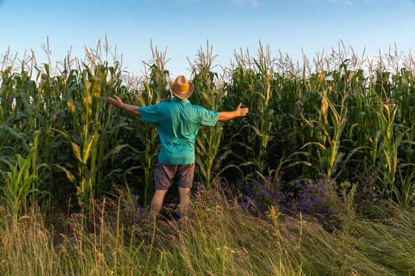 Standing amidst towering corn stalks, a man with arms wide open embraces the serene beauty of nature during sunset on a summer evening. The sky is clear, and the atmosphere feels vibrant.