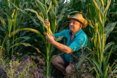 Kendini adamış bir çiftçi, uzun mısır sapları ve renkli çiçeklerin arasında diz çökerek güneşli bir tarlada olgun mısırları topluyor. Sabahın erken saatleri kırsal bölgenin güzelliğini arttırır..